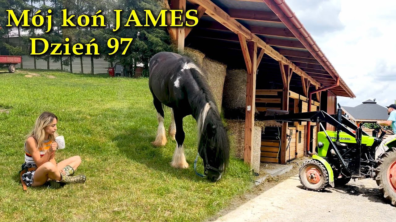 Dzień w stadninie - czyszczenie kopyt konia po wizycie kowala Wiola i James dzień 97