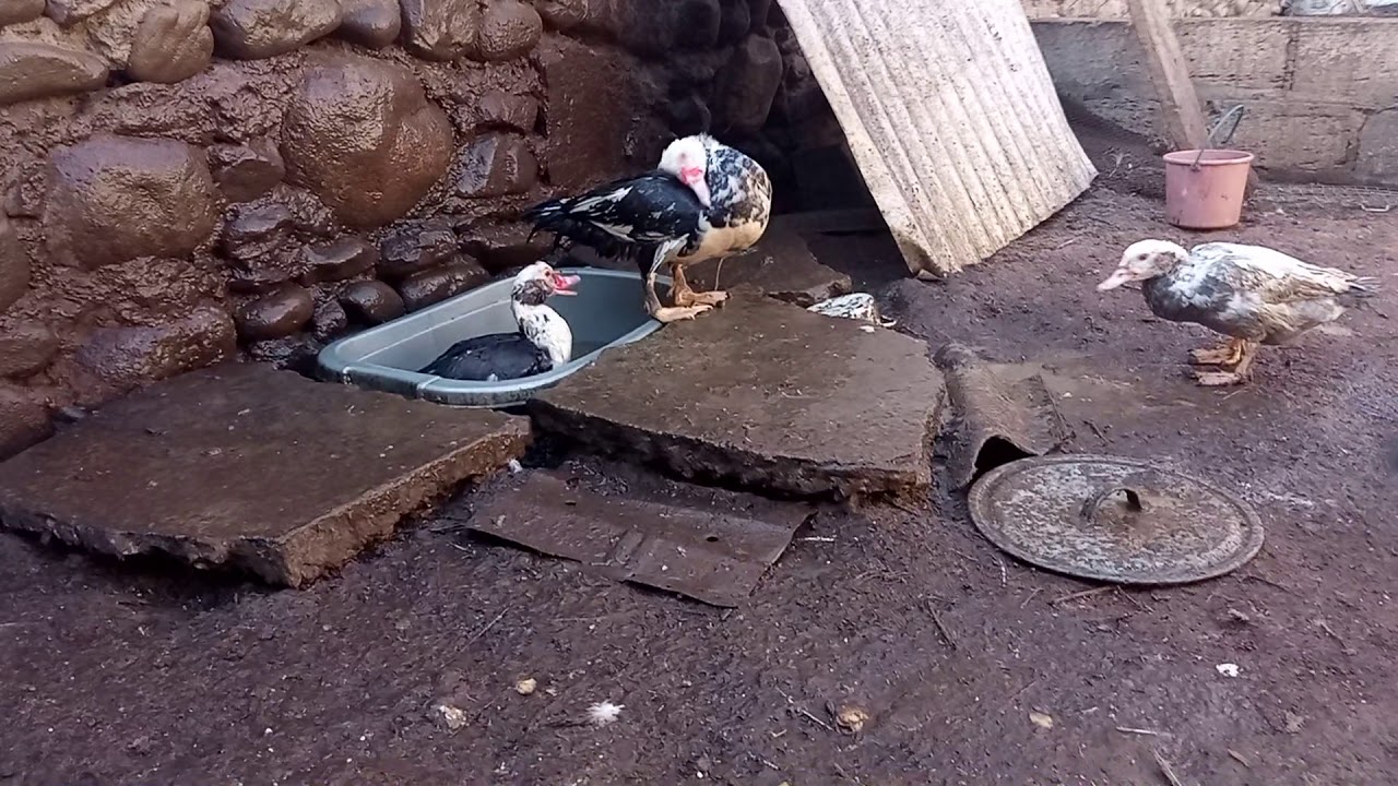 🔴 LAL ORDEKLERI NECE IL SAXLAMAQ LAZIMDIR ?