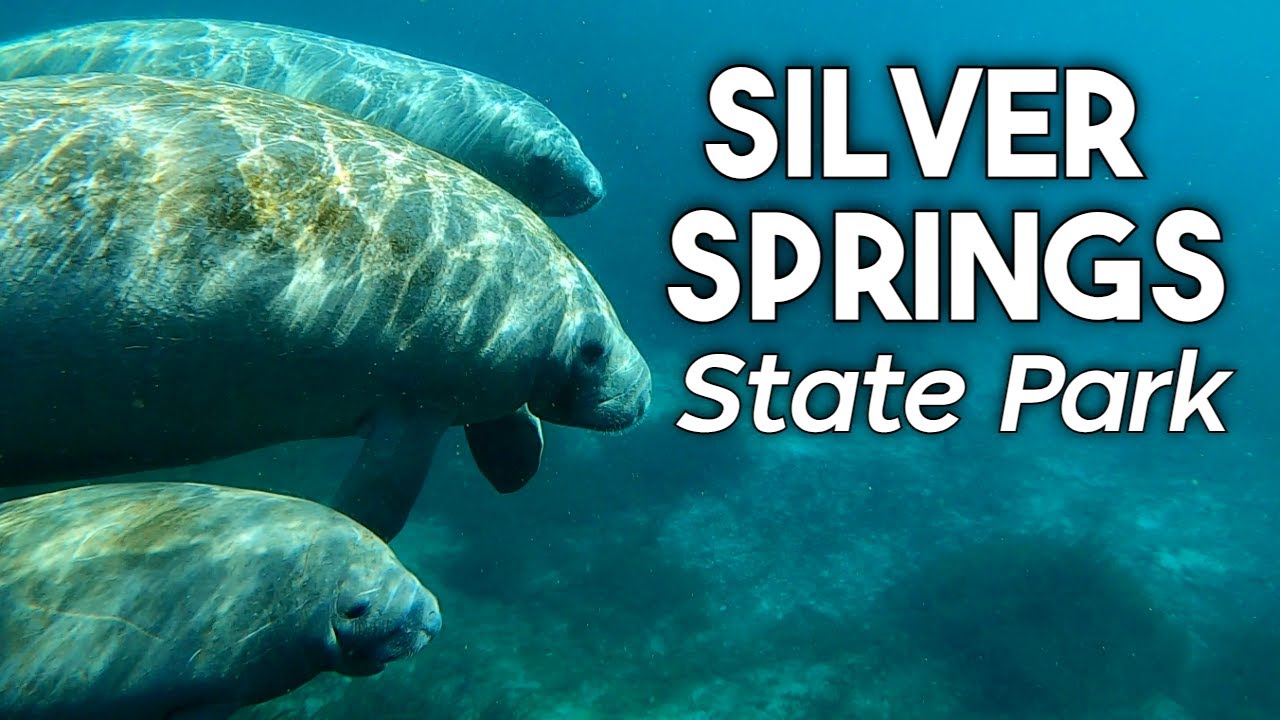 Silver Springs State Park: Paddling With Manatees And Glass Bottom Boat In Ocala, Fl