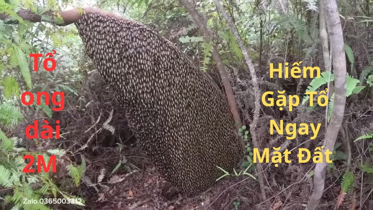 Không Ngờ Tổ Ong Nằm Ngay Mặt Đất Khủng Dài 2M