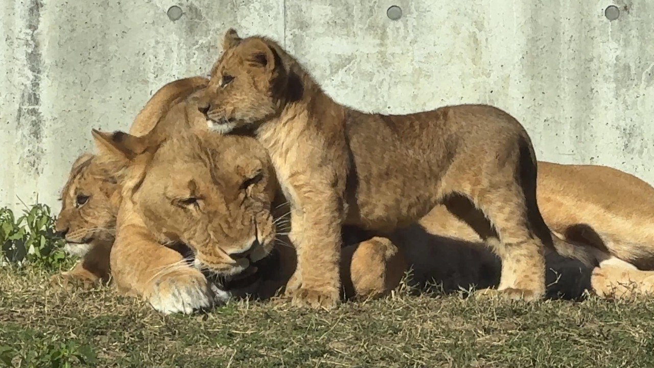 番外編 ママに毛づくろいする仔ライオン【番外編】【豊橋総合動植物公園のんほいパーク】ライオン