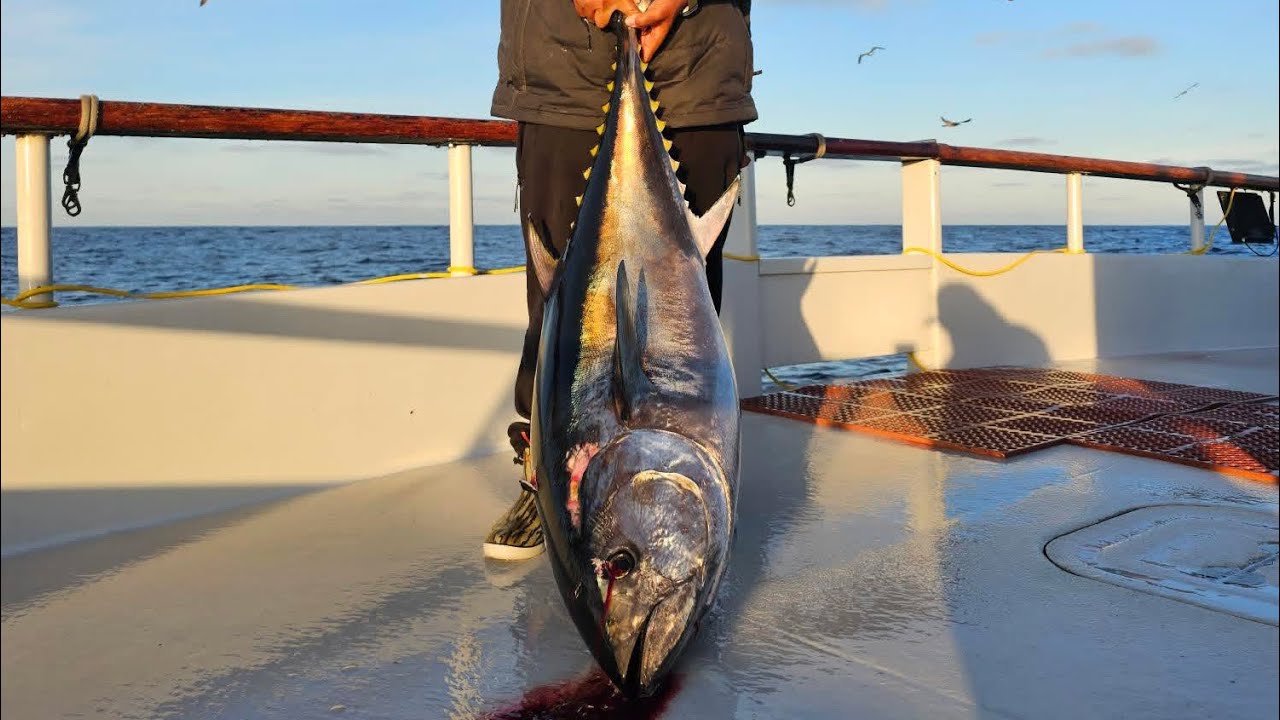 Pt 2: Epic 11-Day Bluefin and Yellowfin Tuna trip
