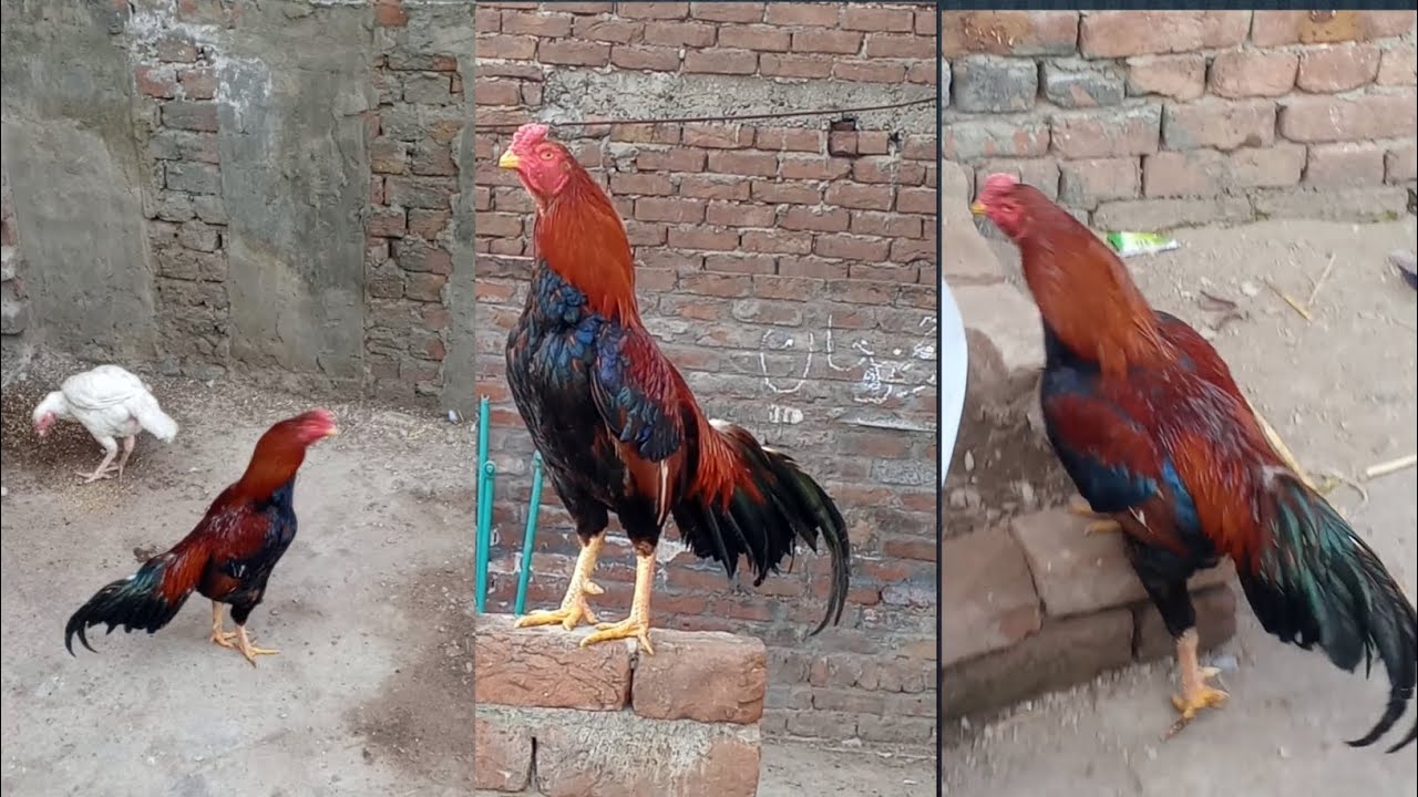 Daliy vilonG aaj #King #Lakha #quality mastsi ka #shoqe kary #Aseel #Lover #shoqe #sub #ka 