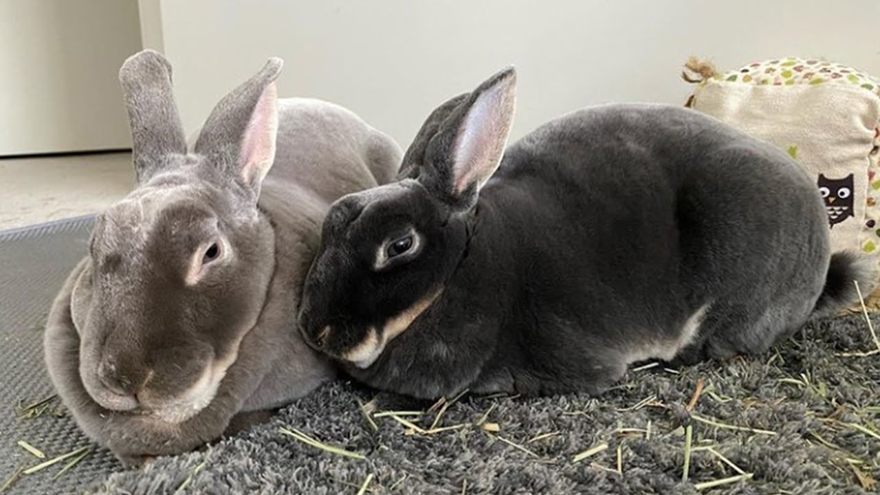 Cute And Funny Rabbits | Rex Bunnies | Biggest Rabbit