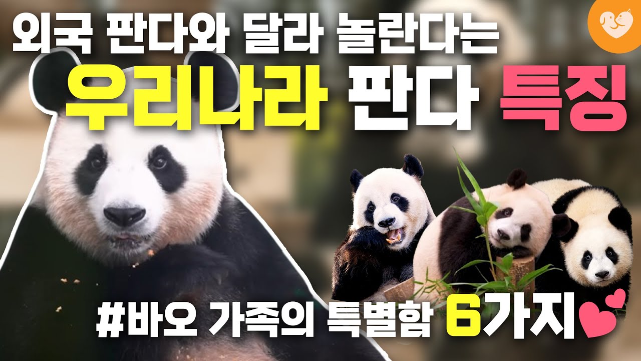 루이바오 후이바오! 바오 가족의 특별함 6가지｜외국 판다와 너무 달라 깜짝 놀란다는 우리나라 판다 특징은?