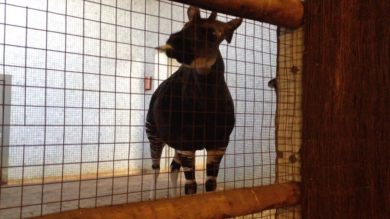 Okapi - A very strange looking animal