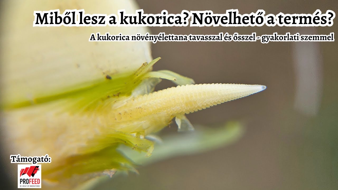 Mitől lehet nagyobb termése a kukoricának? Kukorica élettan tavasszal és ősszel - gazdálkodó szemmel