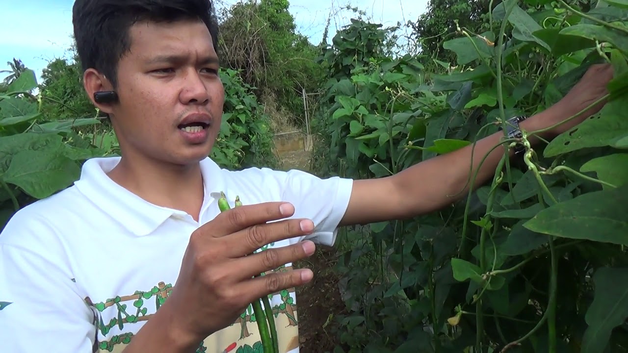 Pole Sitao / Yard long bean management and potential income