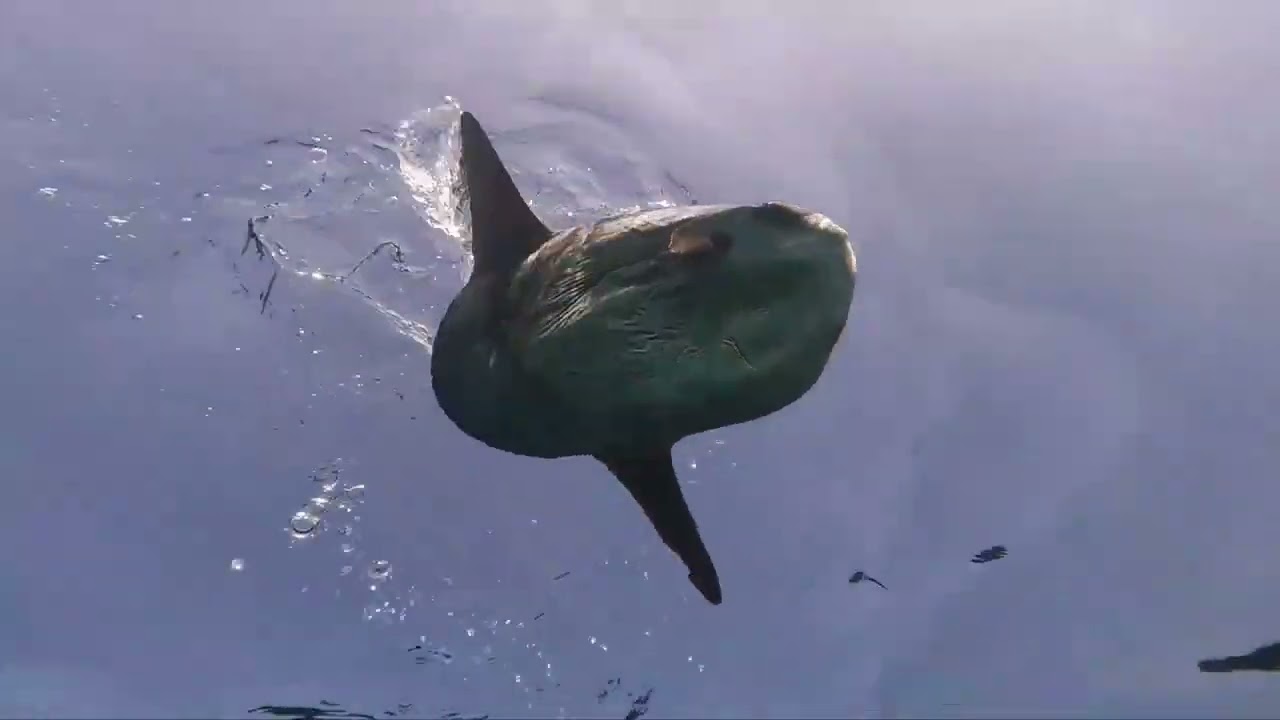 Todo sobre el pez luna