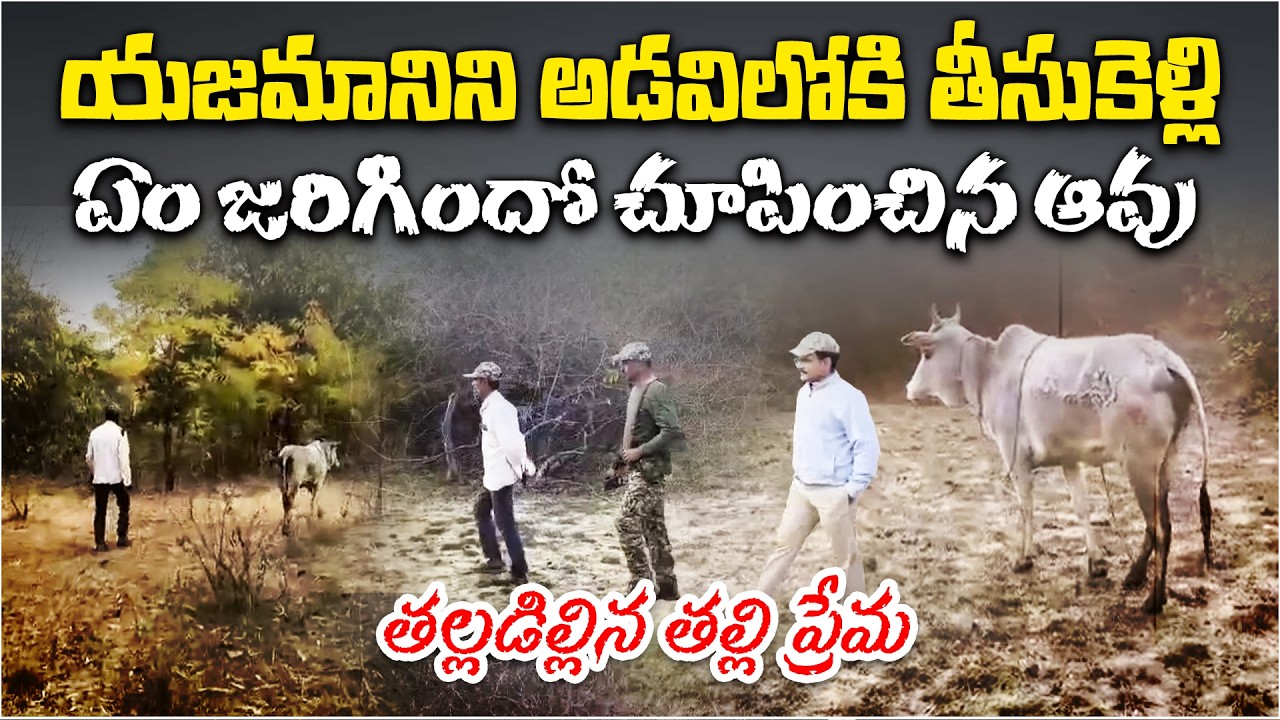 Mother Cow Leads Owner to Forest After Tiger Kills Calf | Emotional Incident in Asifabad
