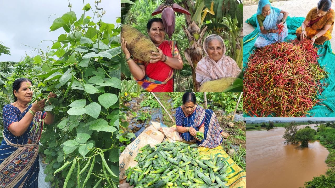 १२ एकर मधील २०-२५ प्रकारचा भाजीपाला फळबाग  जिप्सी ,अंबाडा,घेवडा,ऊस,मिरची,वांगी | Gavran