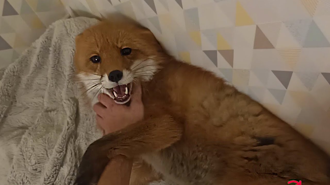 This fox loves affection very much