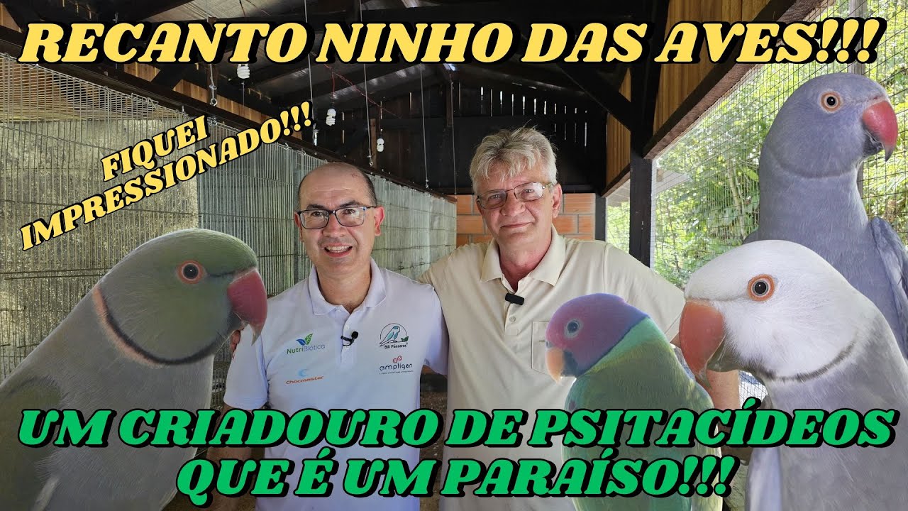 UM PARAÍSO COM PSITACÍDEOS ESPECIAIS NO RECANTO NINHO DAS AVES!!!