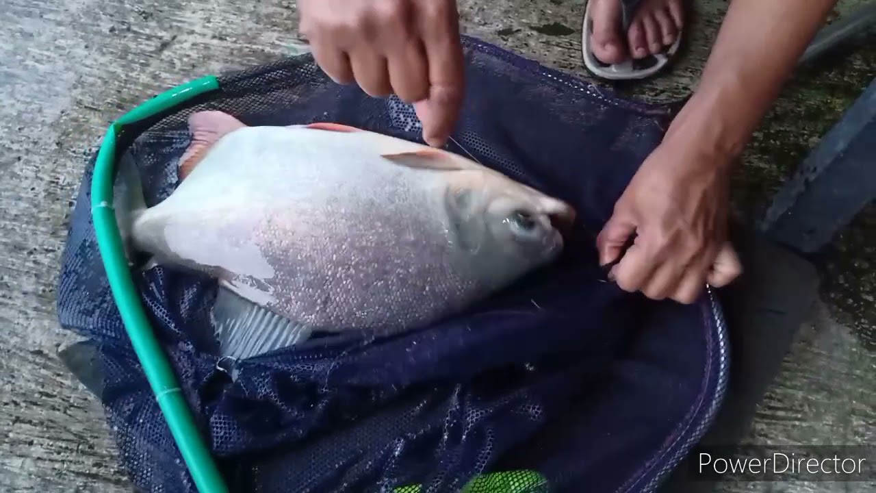 Umpan Jangkrik Strike Terus Galatam Bawal
