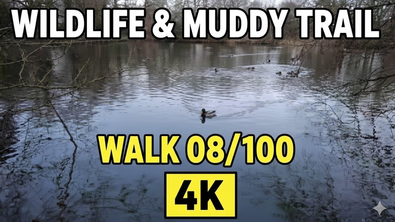 Ambient Nature Sounds: A Moody Walk Through Muddy Trails - 4K - Walk 8/100