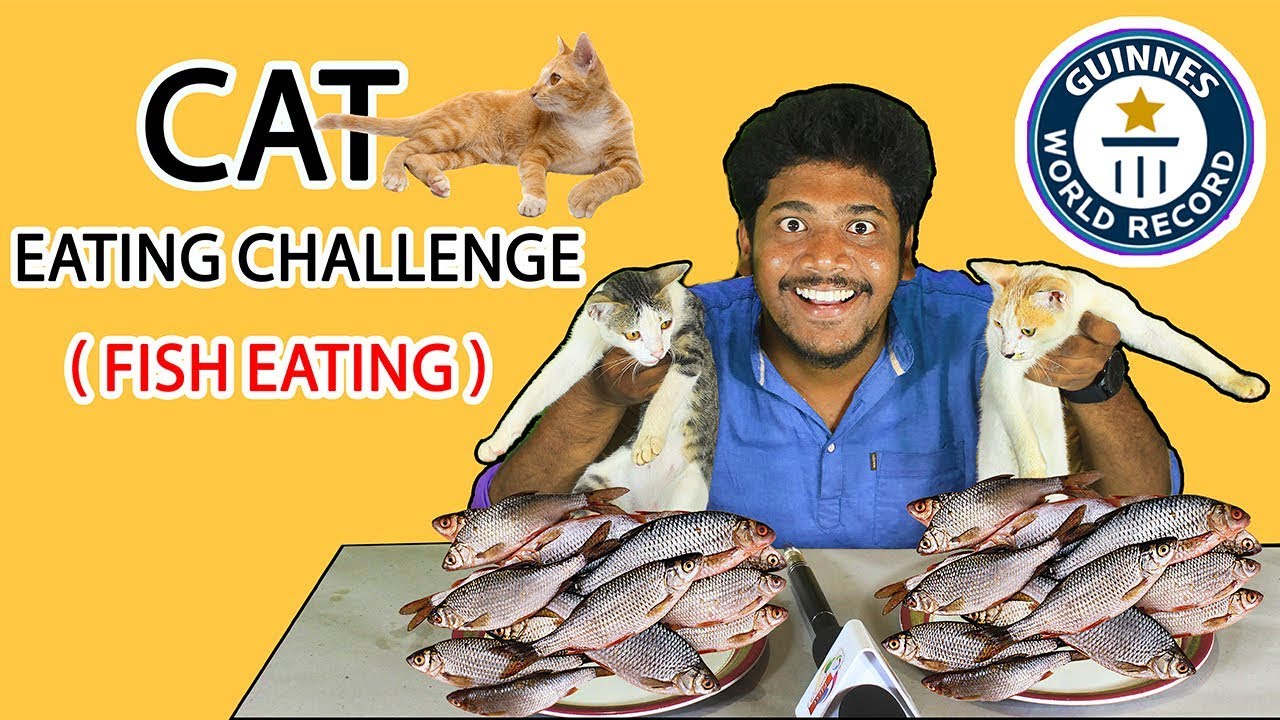 cat eating fish - food eating challenge fish eating challenge | First Junction