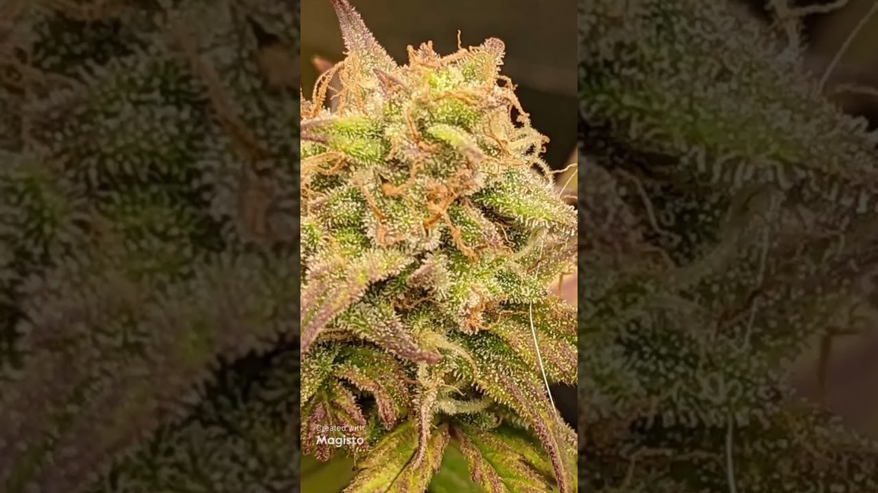61 days old auto flowers