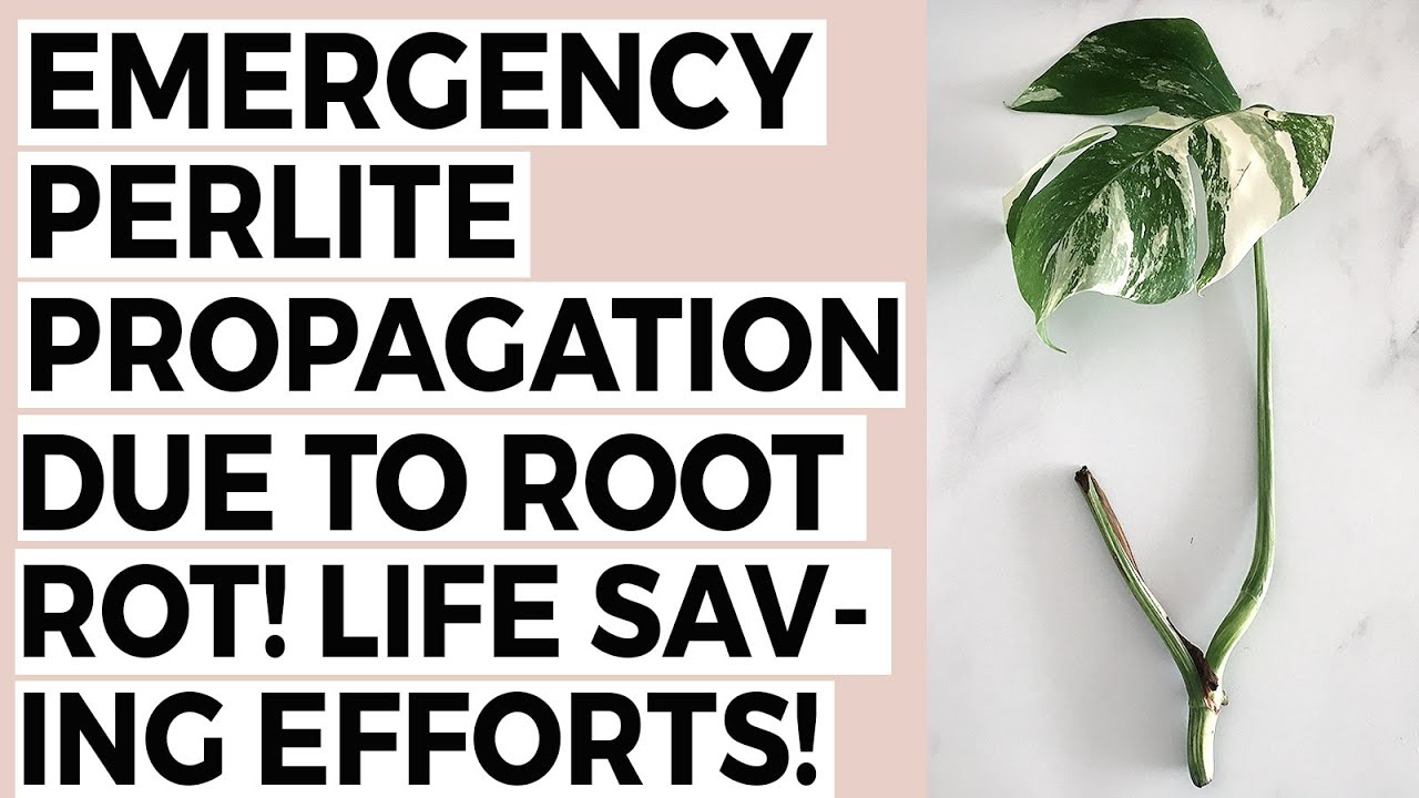 Emergency Perlite Propagation of my Variegated Monstera - ROOT ROT!