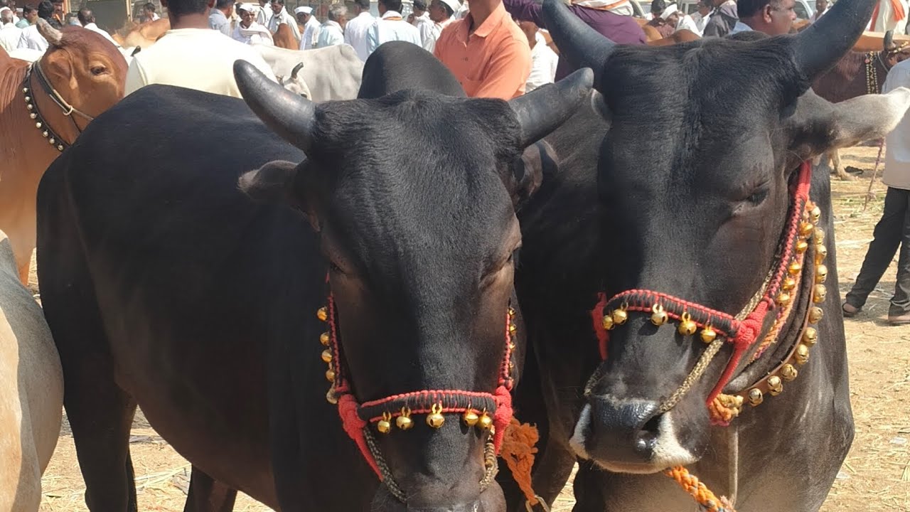 ९ फेब्रुवारी, २०२६ #प्रसिद्ध बैल बाजार लोणार सरोवर जि बुलढाणा #एक नंबर टॉप क्वालिटीच्या जोड्या खात्र