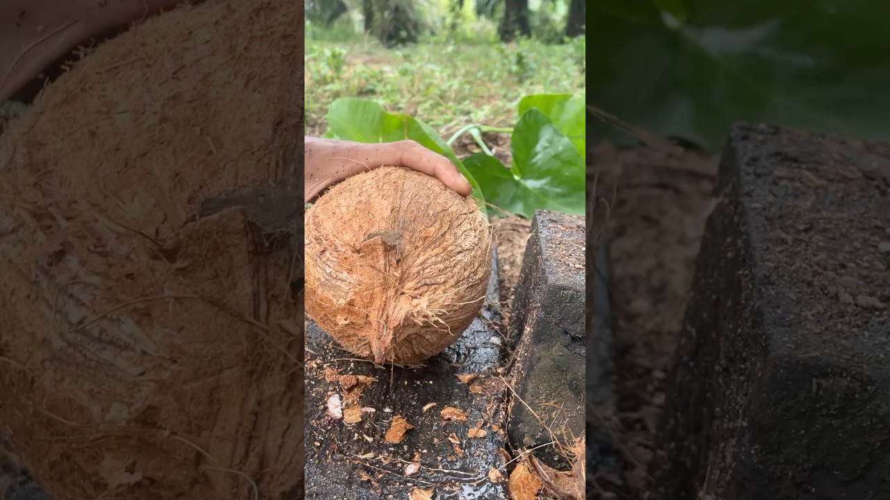 Great skill! Remove the coconut from the shell