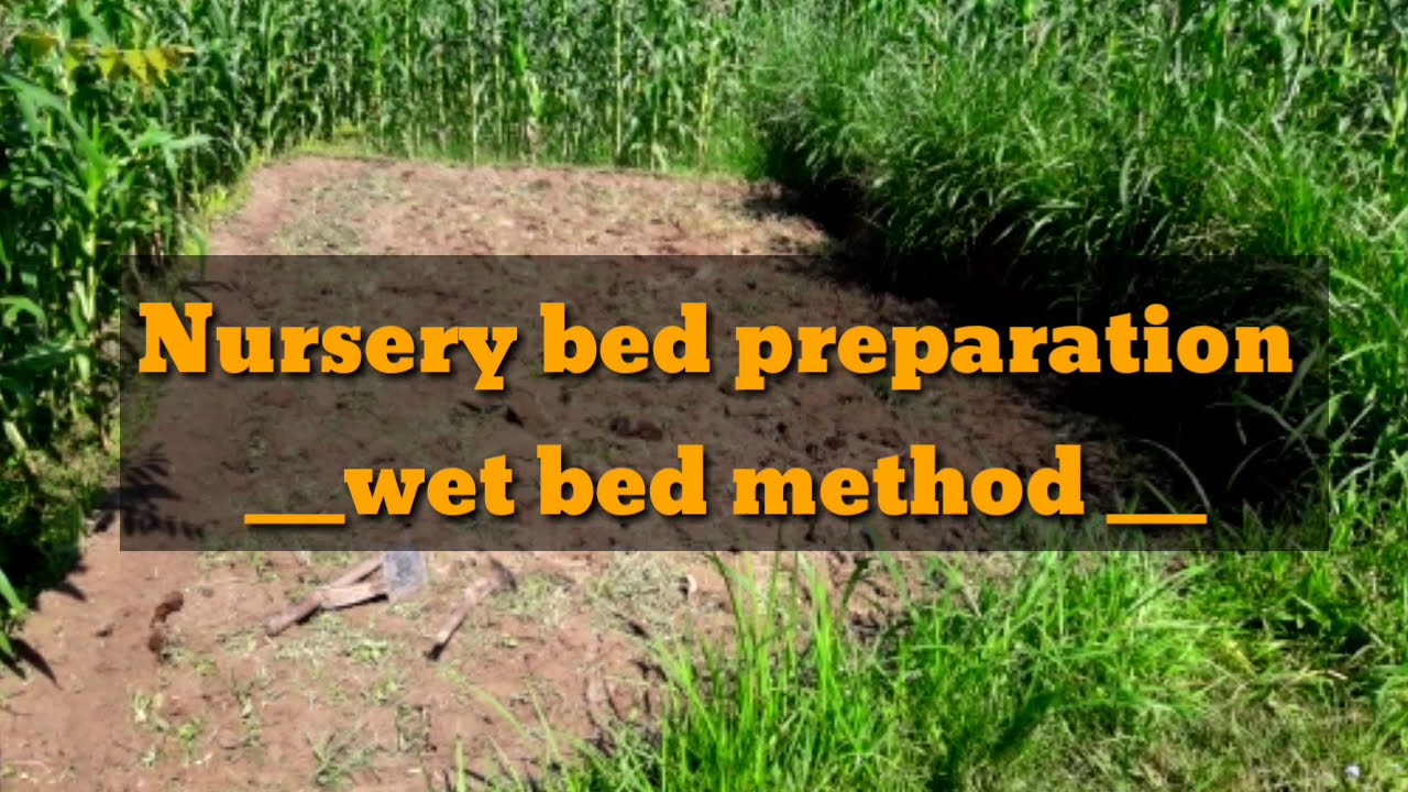Nursery bed preparation of rice: wet bed method || A common traditional method ||