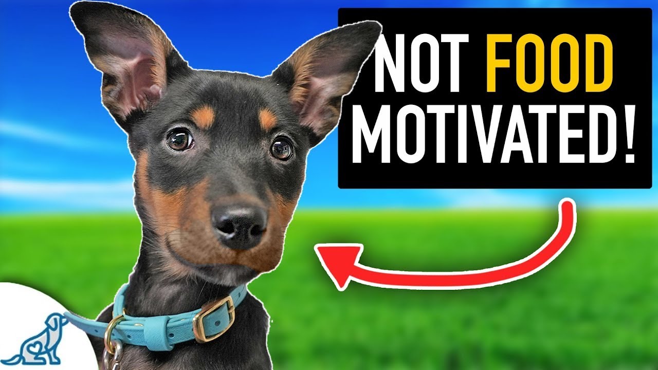 Puppy Training When Your Dog Isn't 