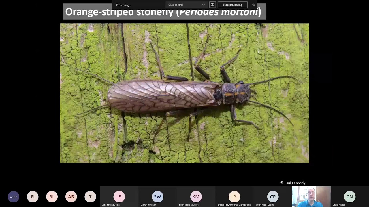Introduction to Stoneflies
