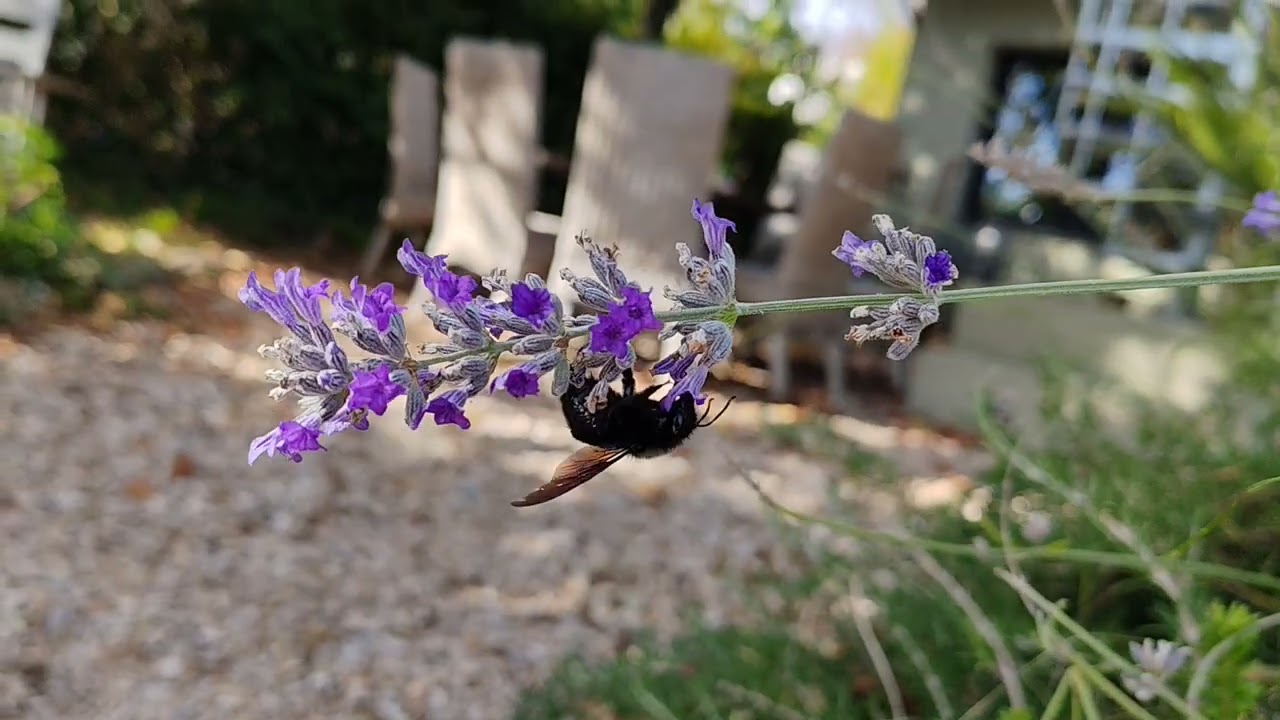 Bee
