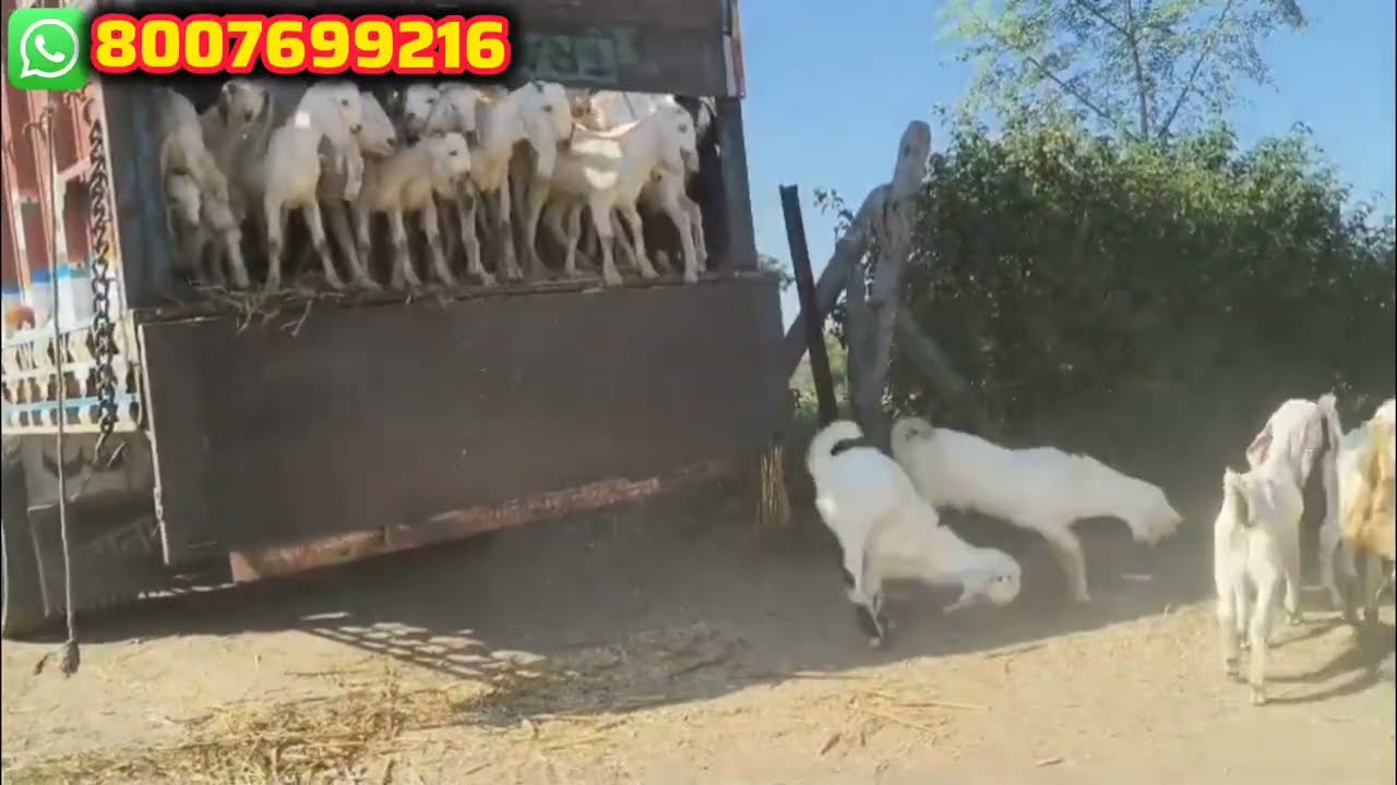 सोजत हैदराबादी बोकड पाठी शेळ्या 100 नगांची नवीन गाडी उतरली पूर्ण व्हिडिओ बघा @Laxmangoatfarm