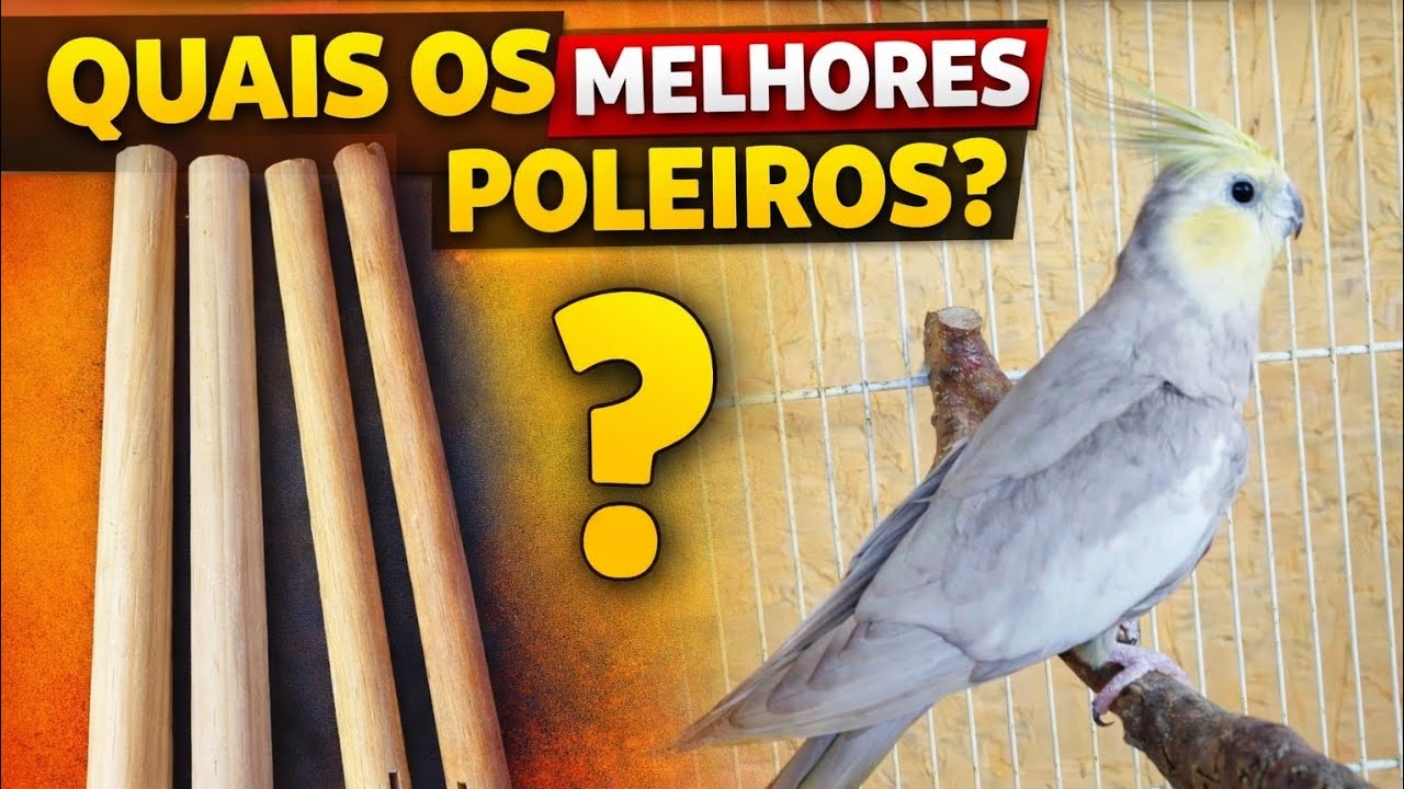 COMO ESCOLHER O MELHOR POLEIRO PARA CALOPSITAS. 