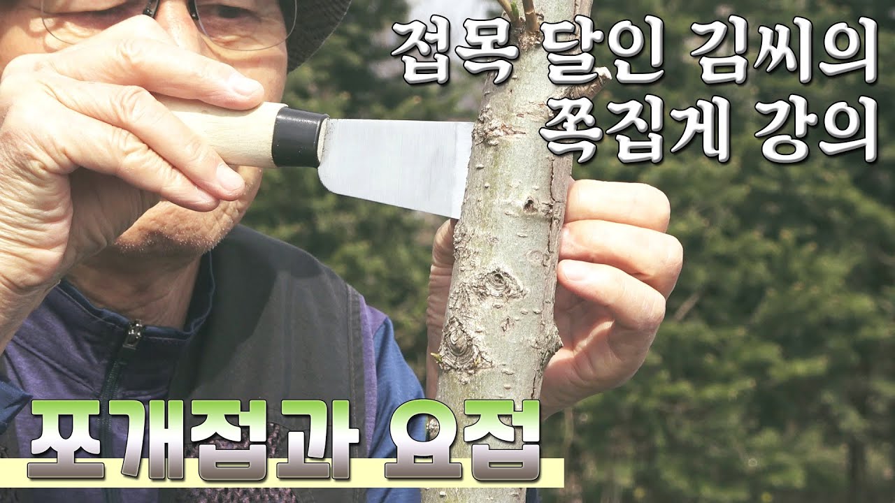 쪼개접과 요접, 접목노하우 대공개! 접목 달인 김씨가 공개하는 삼색 버드나무(화이트 핑크 셀릭스) 접목 방법 | 시골하루#82 21세기 전원일기 시골일상