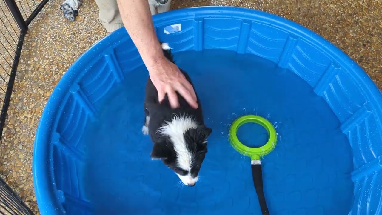 Icelandic Sheepdog Puppies Learning About Water