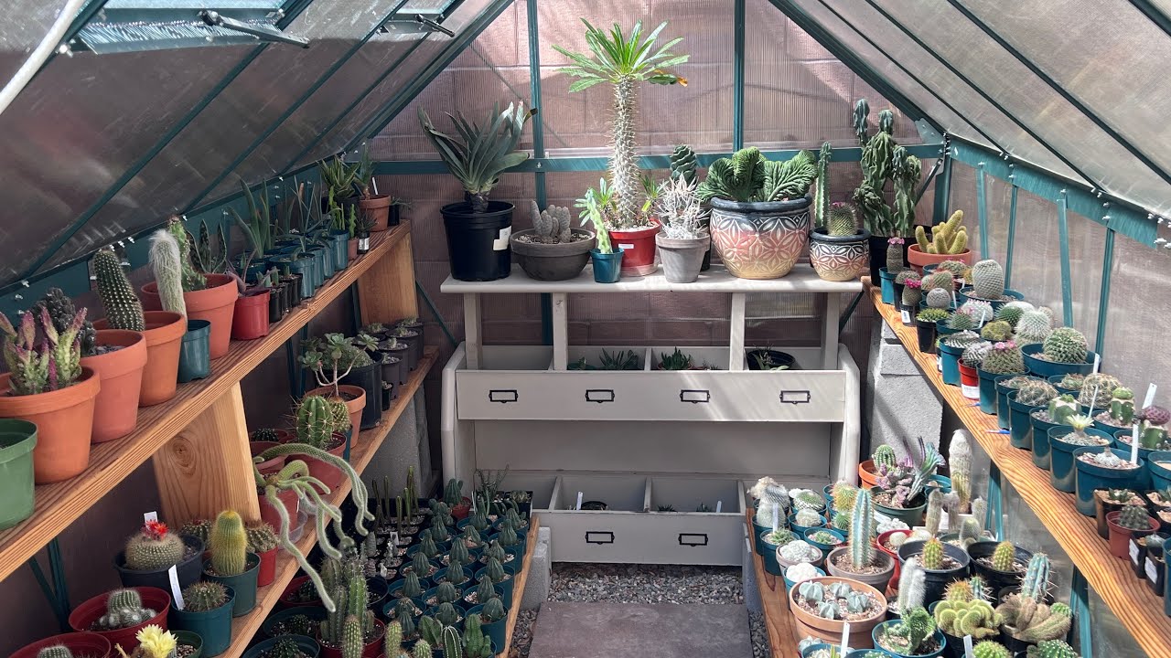 MY BACKYARD GREENHOUSE TOUR. CACTUS, EUPHORBIA, AGAVE FROM SEEDLINGS TO MATURE #plants #diy #cactus