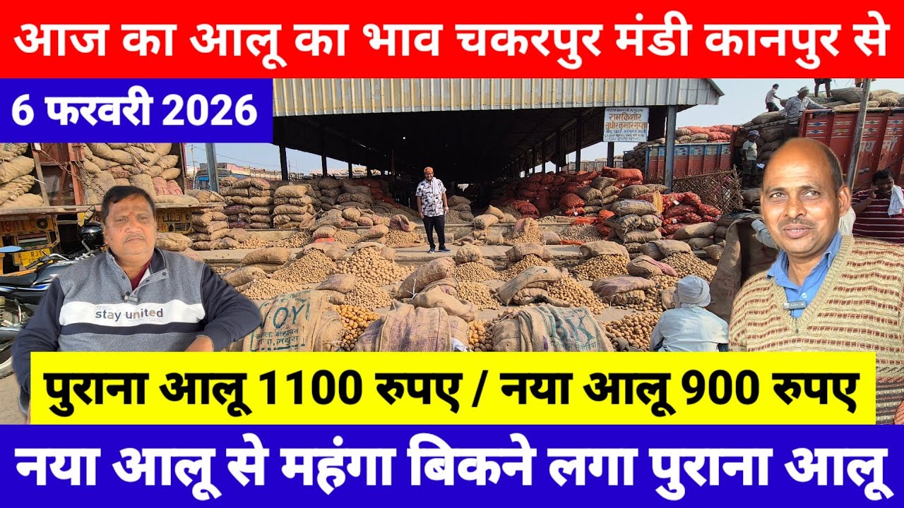 6 फरवरी 2026 // आज का आलू का भाव चकरपुर मंडी कानपुर से नया आलू से महंगा बिकने लगा पुराना आलू