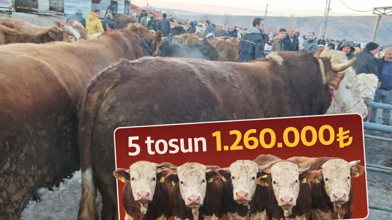 🇹🇷SORGUN CANLI HAYVAN PAZARI 🇹🇷12 Şubat 2. Bölüm 