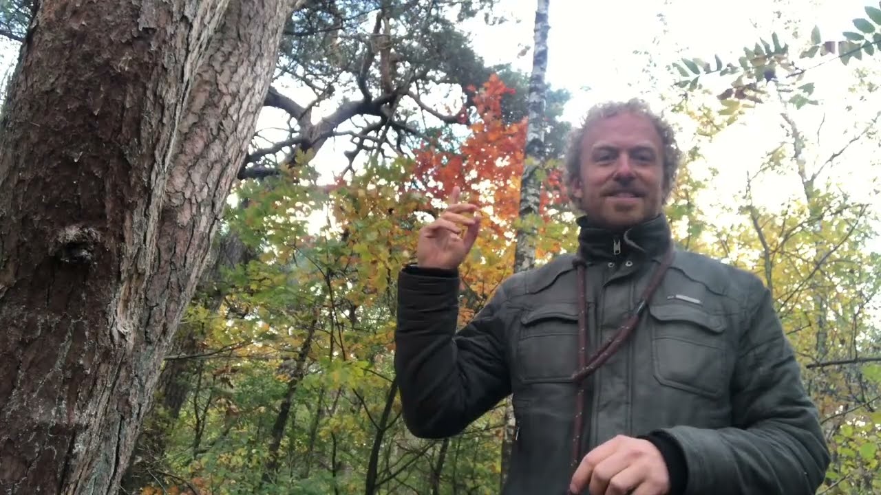 Dit is waarom in de herfst de bladeren verkleuren