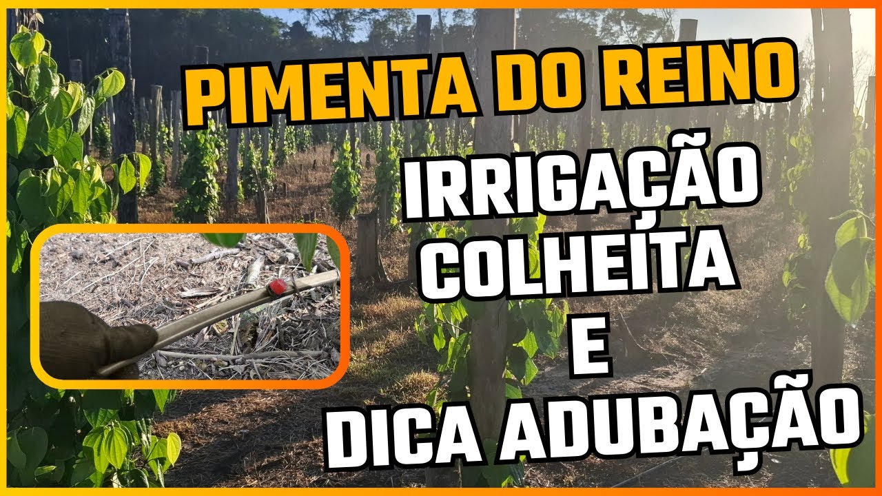 Pimenta do Reino: Irrigação, Colheita e Dica Adubação