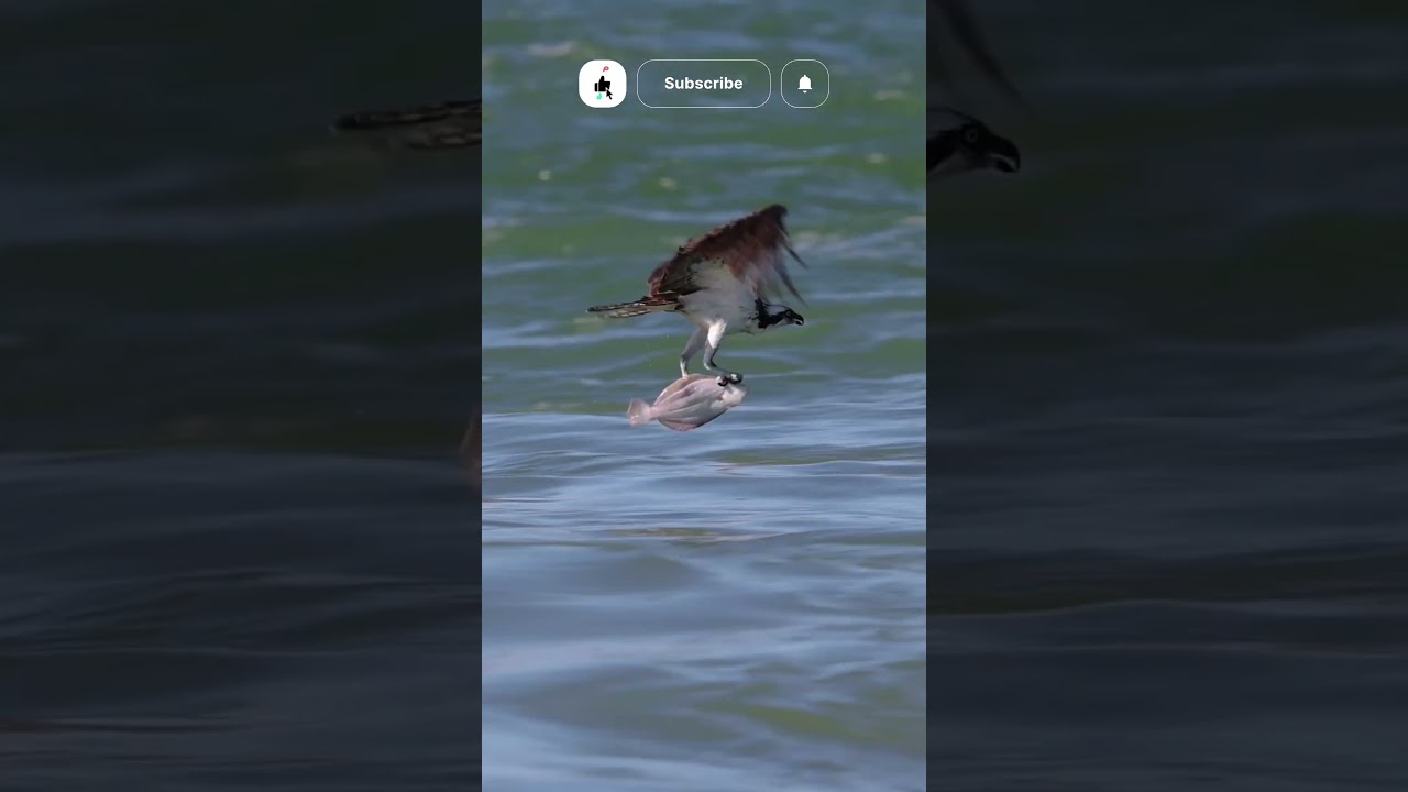 Everything You Need To Know About The Osprey