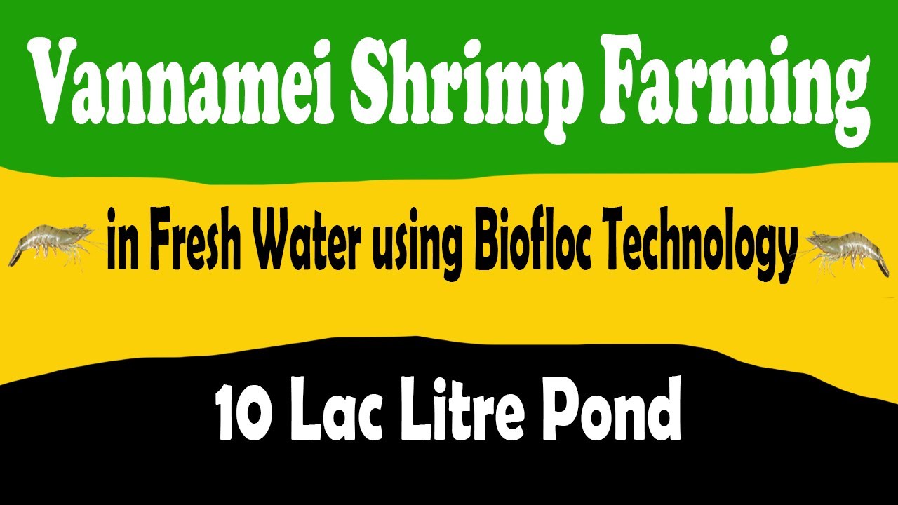 Vannamei Shrimp Farming in Fresh Water Using Biofloc Technology in 10 Lac Liter Water Pond