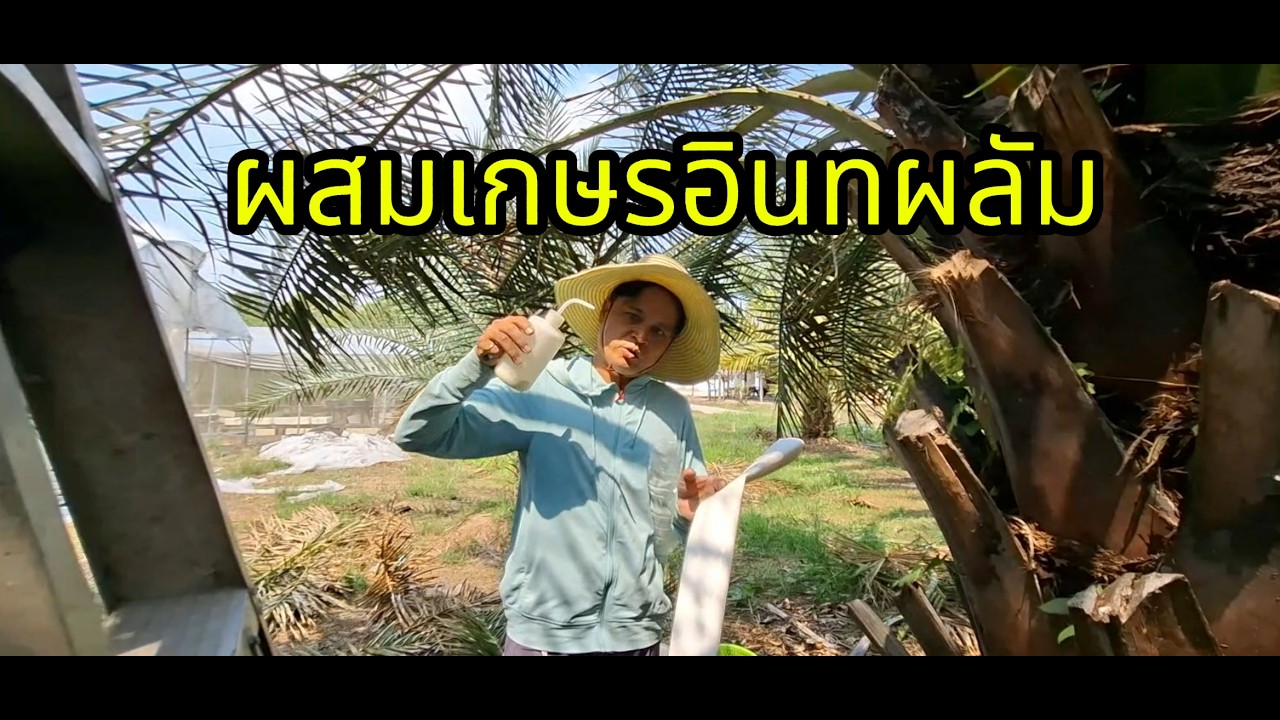 ผสมเกษรอินทผลัม แบบผ่าคลอด