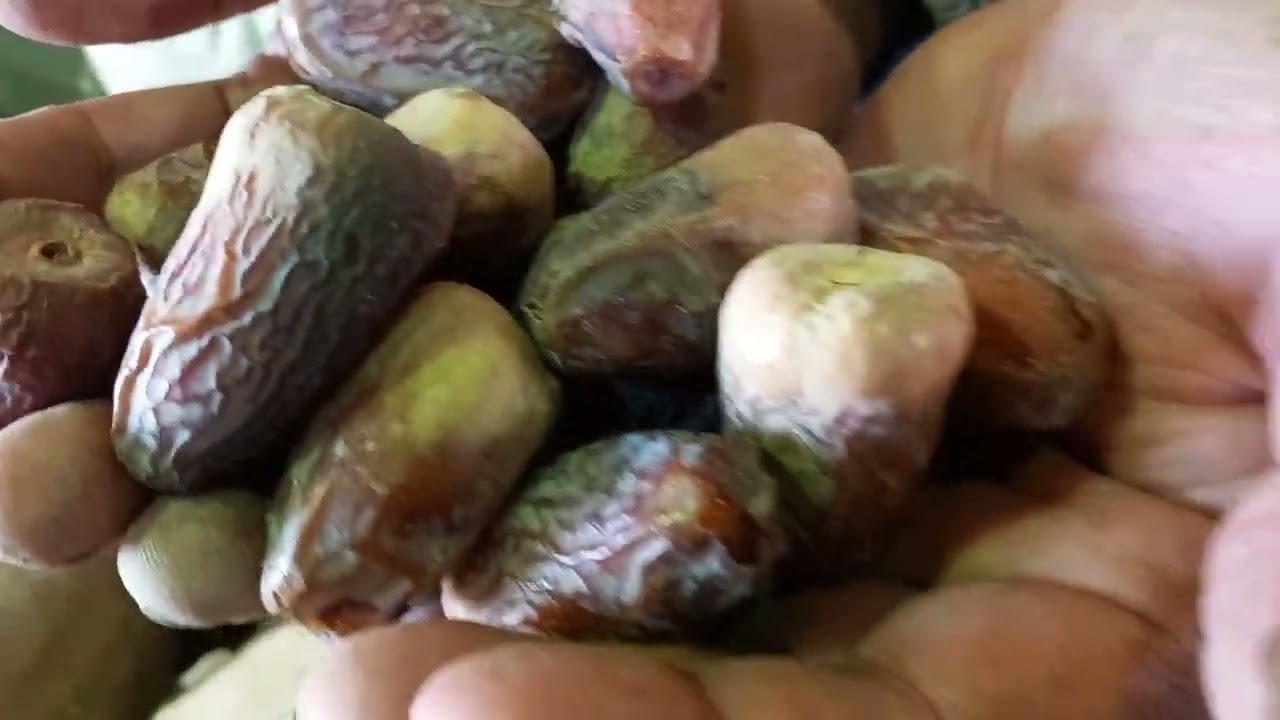 اسعار البلح #العبور الخشاف سوق البلح #ياميش رمضان