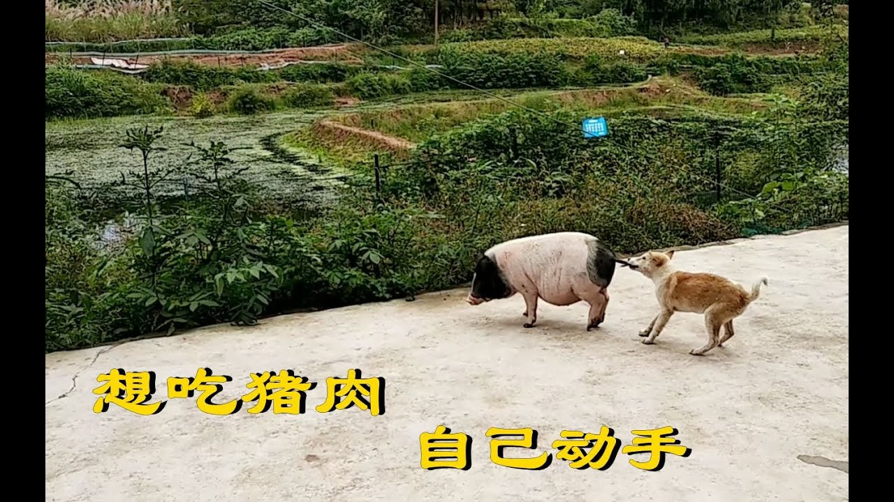 放在外面的猪终于被狗惦记了，想吃猪肉，自己动手