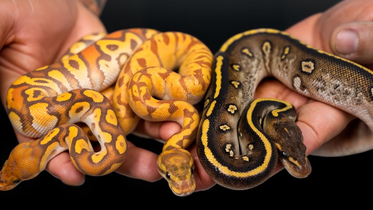 Our Hold Back Snakes Of 2025