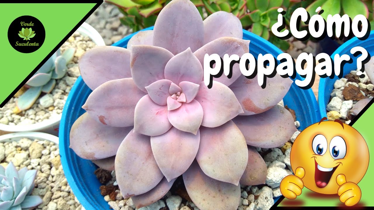 Tu Graptopetalum superbum de manera práctica y sencilla.