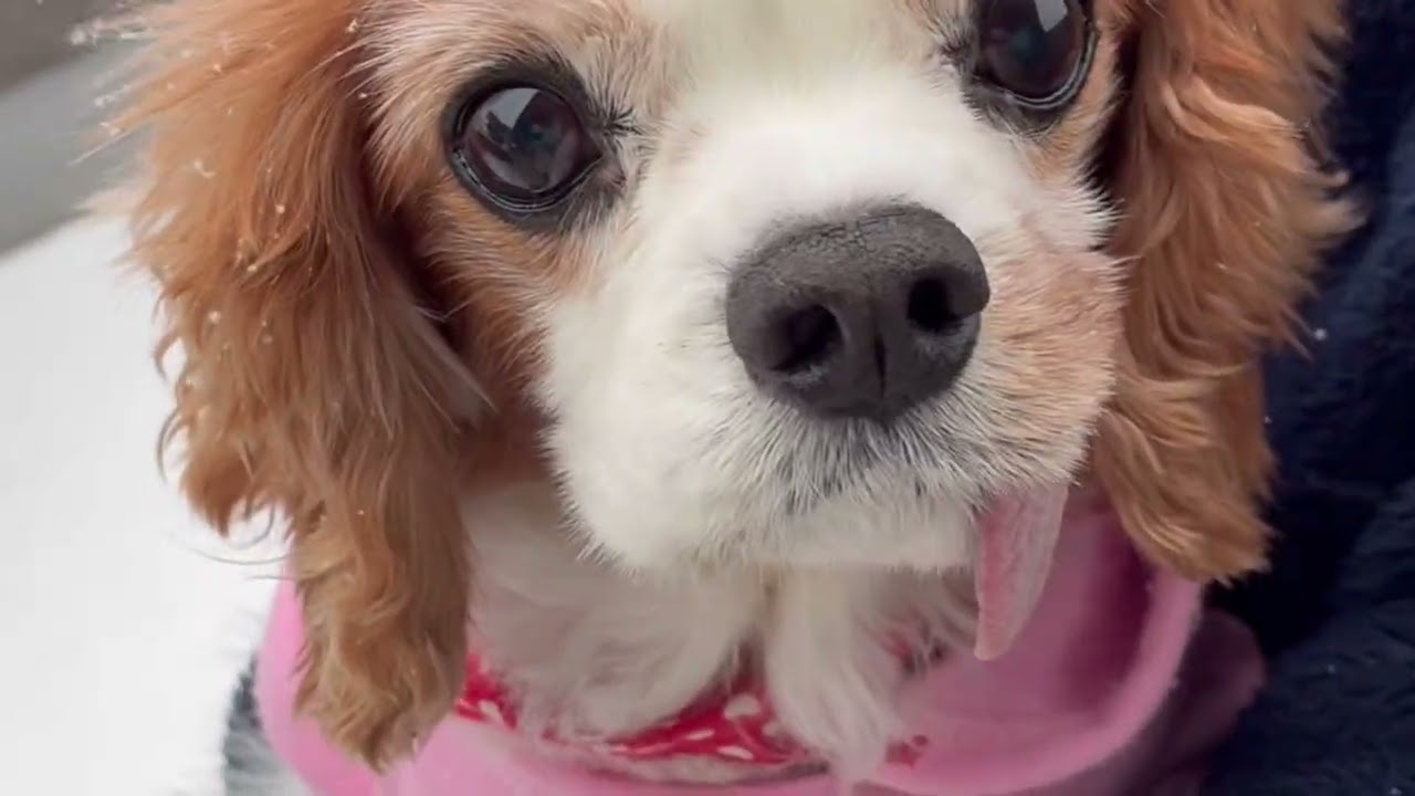 2/6 雪遊び⛄️嬉しい楽しい　#シニア犬#キャバリア#犬好きさんと繋がりたい#short#Cavalier King Charles Spaniel