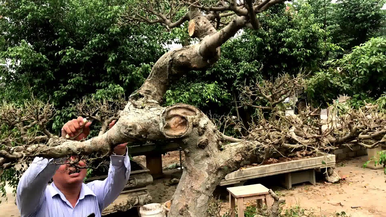 GỠ RỐI CHO CÂY SANH GIÀ CỦA MINH DƯỠNG
