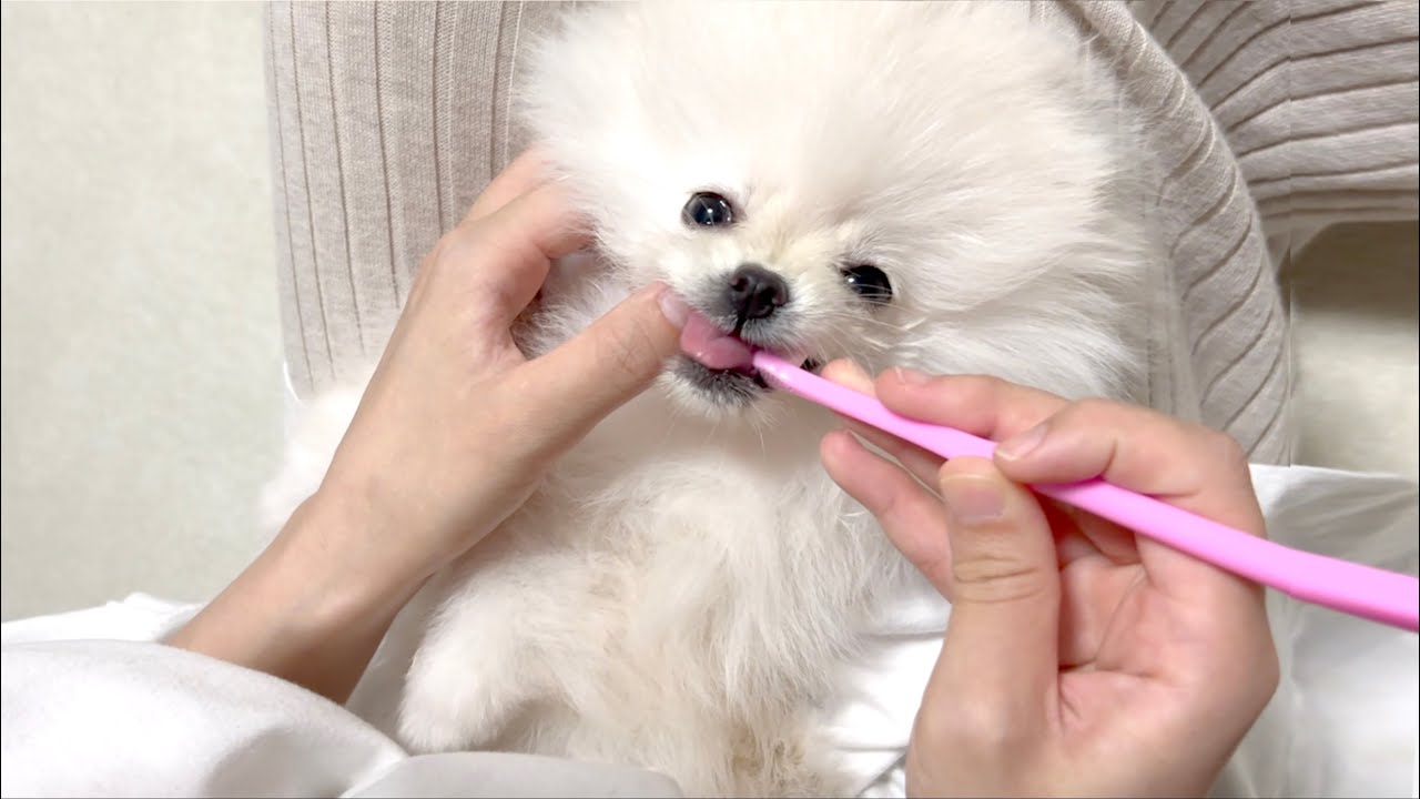 へそ天で歯磨きをしたがる甘えん坊なポメラニアン