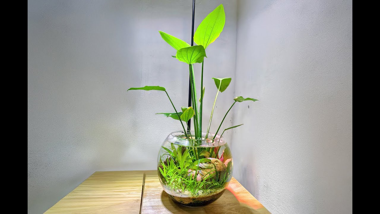 Bể thủy sinh mini si&ecirc;u bền vững, kh&ocirc;ng sử dụng c&ocirc;ng nghệ