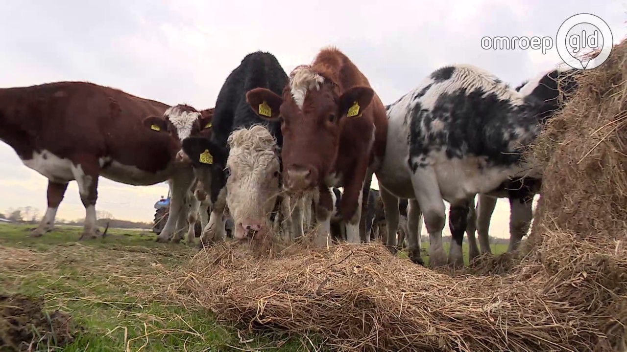 Boer vindt schedel bij vervoeren hooi
