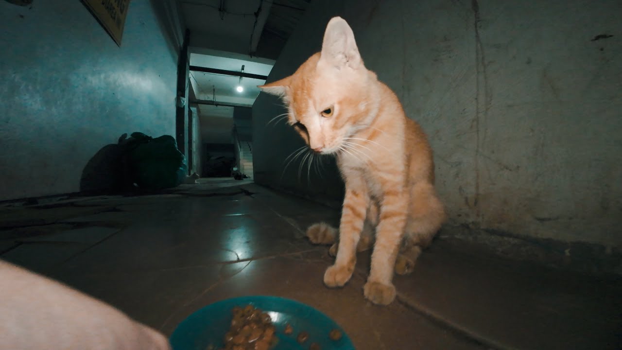 Varied Menu So the Stray Cats Don&rsquo;t Get Bored